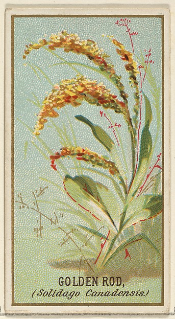 Golden Rod (Solidago Canadensis), from the Flowers series for Old Judge Cigarettes
