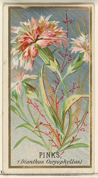 Pinks (Dianthus Caryophyllus), from the Flowers series for Old Judge Cigarettes