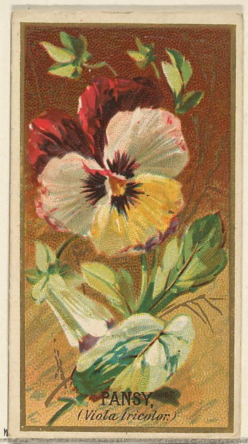 Pansy (Viola tricolor), from the Flowers series for Old Judge Cigarettes