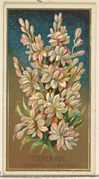 Tuberose (Pollanthes tuberosa), from the Flowers series for Old Judge Cigarettes