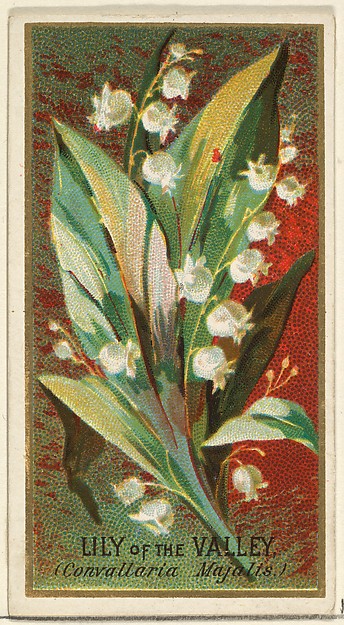 Lily of the Valley (Convallaria Majalis), from the Flowers series for Old Judge Cigarettes