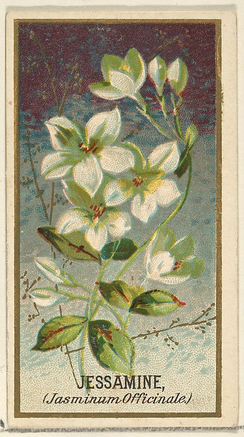 Jessamine (Jasminum Officinale), from the Flowers series for Old Judge Cigarettes