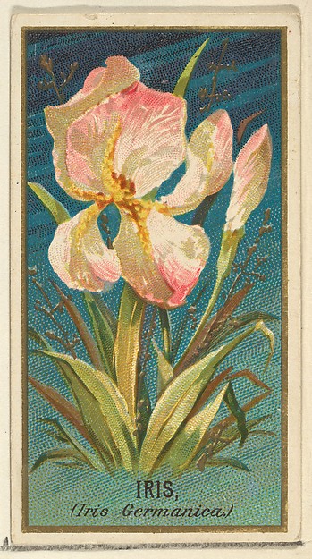 Iris (Iris Germanica), from the Flowers series for Old Judge Cigarettes