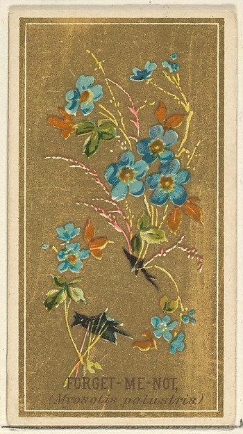 Forget-Me-Not (Myosotis palustris), from the Flowers series for Old Judge Cigarettes