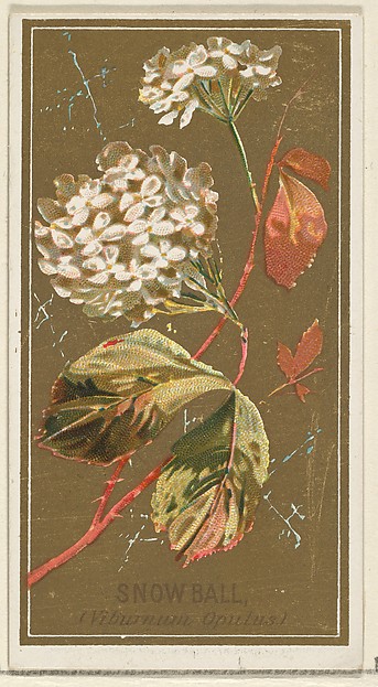 Snowball (Viburnum Oputus), from the Flowers series for Old Judge Cigarettes