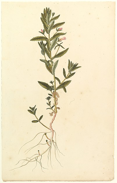 Botanical Study