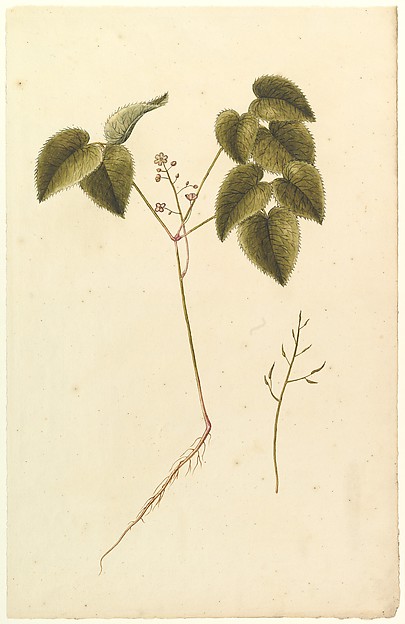 Flower Study