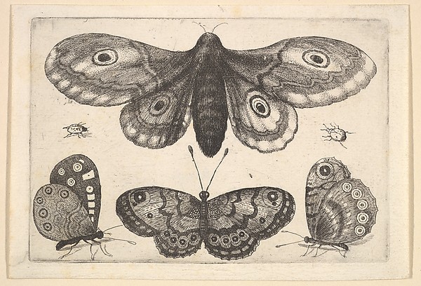 Butterfly & Insect Collection 6