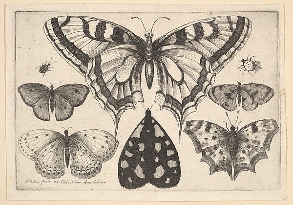 Five Butterflies, a Moth and Two Beetles