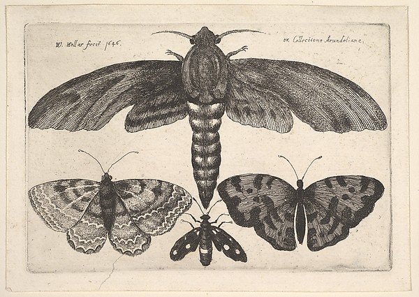 Butterfly & Insect Collection 4