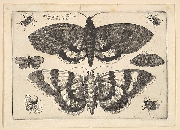 Butterfly & Insect Collection 2