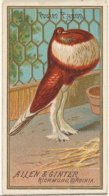 Pouter Pigeon, from the Birds of America series (N4) for Allen & Ginter Cigarettes Brands