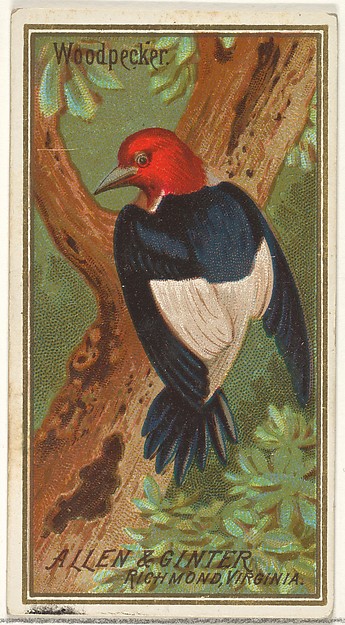 Woodpecker, from the Birds of America series (N4) for Allen & Ginter Cigarettes Brands