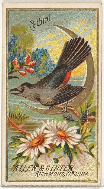 Catbird, from the Birds of America series (N4) for Allen & Ginter Cigarettes Brands