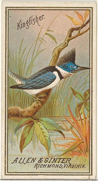 Kingfisher, from the Birds of America series (N4) for Allen & Ginter Cigarettes Brands