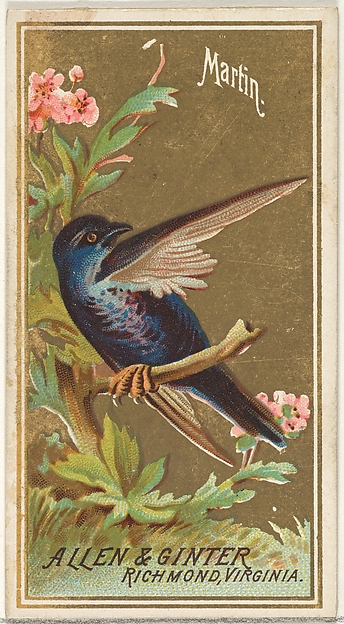 Martin, from the Birds of America series (N4) for Allen & Ginter Cigarettes Brands