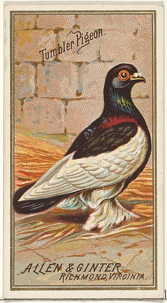 Tumbler Pigeon, from the Birds of America series (N4) for Allen & Ginter Cigarettes Brands