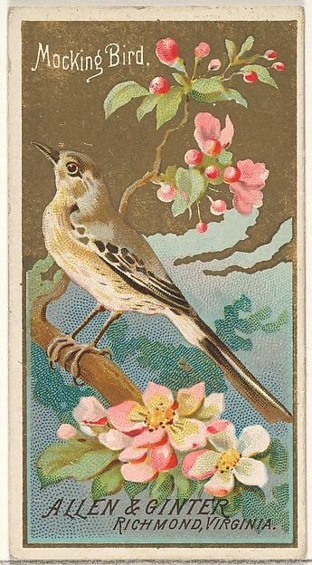 Mockingbird, from the Birds of America series (N4) for Allen & Ginter Cigarettes Brands