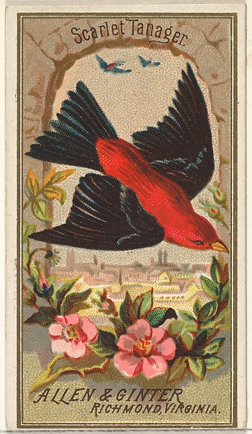 Scarlet Tanager, from the Birds of America series (N4) for Allen & Ginter Cigarettes Brands