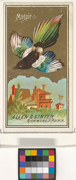 Magpie, from the Birds of America series (N4) for Allen & Ginter Cigarettes Brands by Allen & Ginter, The Metropolitan Museum of Art