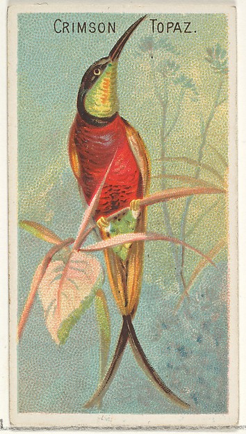 Crimson Topaz, from the Birds of the Tropics series (N5) for Allen & Ginter Cigarettes Brands