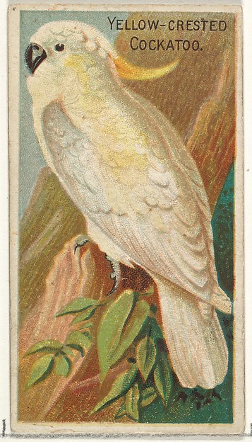 Yellow-Crested Cockatoo, from the Birds of the Tropics series (N5) for Allen & Ginter Cigarettes Brands