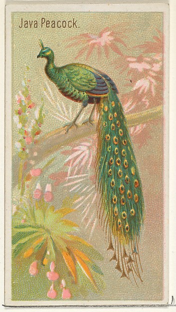 Java Peacock, from the Birds of the Tropics series (N5) for Allen & Ginter Cigarettes Brands
