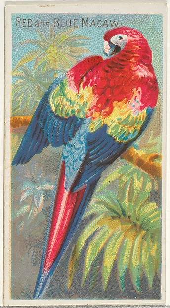 Red and Blue Macaw, from the Birds of the Tropics series (N5) for Allen & Ginter Cigarettes Brands