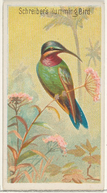 Schreiber's Hummingbird, from the Birds of the Tropics series (N5) for Allen & Ginter Cigarettes Brands