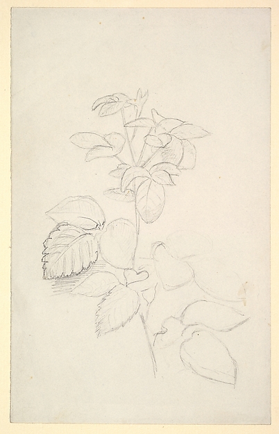 Study of a plant