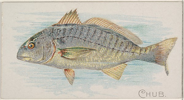 Chub, from the Fish from American Waters series (N8) for Allen & Ginter Cigarettes Brands