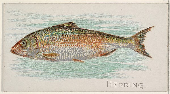 Herring, from the Fish from American Waters series (N8) for Allen & Ginter Cigarettes Brands