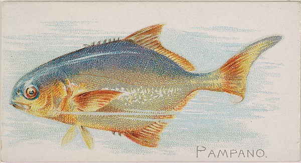 Pampano, from the Fish from American Waters series (N8) for Allen & Ginter Cigarettes Brands