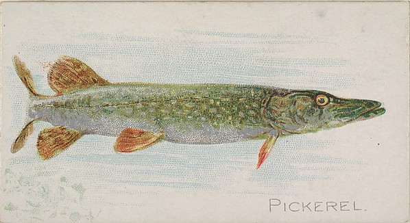 Pickerel, from the Fish from American Waters series (N8) for Allen & Ginter Cigarettes Brands