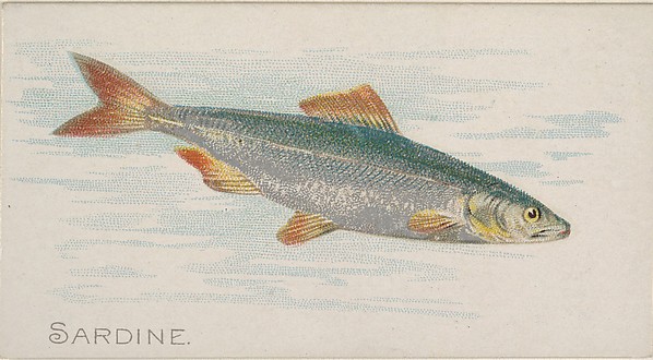 Sardine, from the Fish from American Waters series (N8) for Allen & Ginter Cigarettes Brands