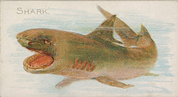 Shark, from the Fish from American Waters series (N8) for Allen & Ginter Cigarettes Brands