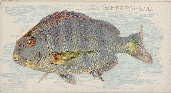 Sheepshead, from the Fish from American Waters series (N8) for Allen & Ginter Cigarettes Brands