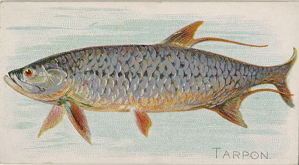 Tarpon, from the Fish from American Waters series (N8) for Allen & Ginter Cigarettes Brands