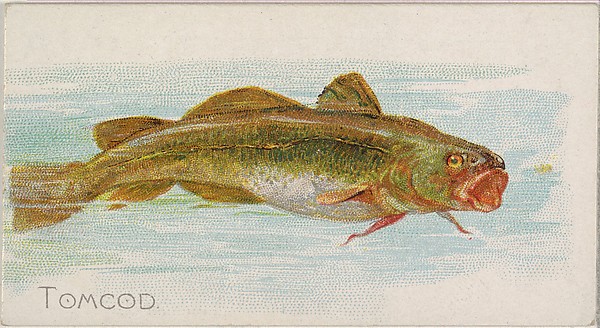 Tomcod, from the Fish from American Waters series (N8) for Allen & Ginter Cigarettes Brands