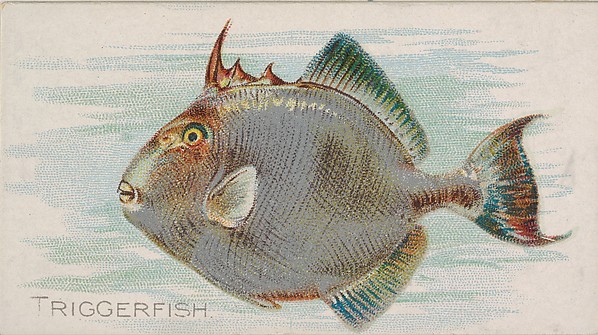 Triggerfish, from the Fish from American Waters series (N8) for Allen & Ginter Cigarettes Brands