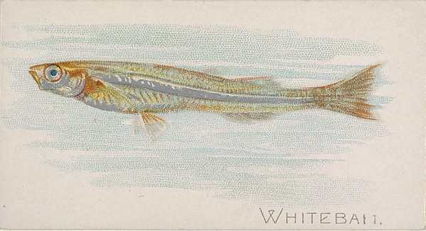 Whitebait, from the Fish from American Waters series (N8) for Allen & Ginter Cigarettes Brands
