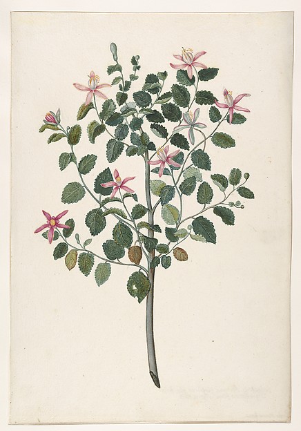 Study of a Plant with Red-Purple Flowers (Sebastiana africana purpurea)