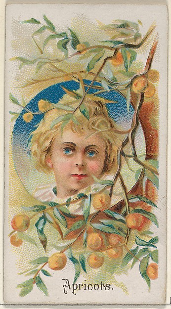 Apricots, from the Fruits series (N12) for Allen & Ginter Cigarettes Brands