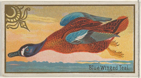 Blue Winged Teal, from the Game Birds series (N13) for Allen & Ginter Cigarettes Brands