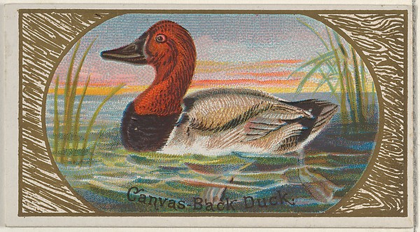 Canvas-Back Duck, from the Game Birds series (N13) for Allen & Ginter Cigarettes Brands