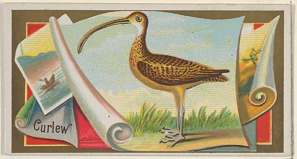 Curlew, from the Game Birds series (N13) for Allen & Ginter Cigarettes Brands