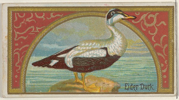 Eider Duck, from the Game Birds series (N13) for Allen & Ginter Cigarettes Brands