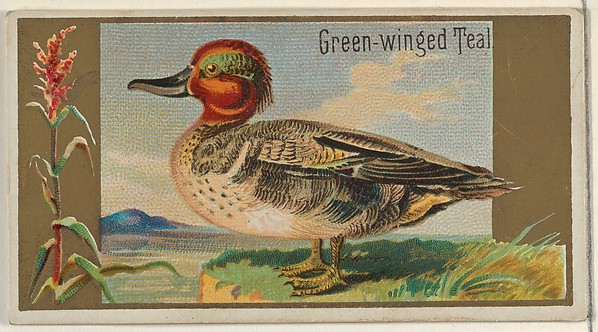 Green-winged Teal, from the Game Birds series (N13) for Allen & Ginter Cigarettes Brands
