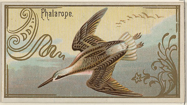 Phalarope, from the Game Birds series (N13) for Allen & Ginter Cigarettes Brands