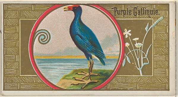 Purple Gallinule, from the Game Birds series (N13) for Allen & Ginter Cigarettes Brands
